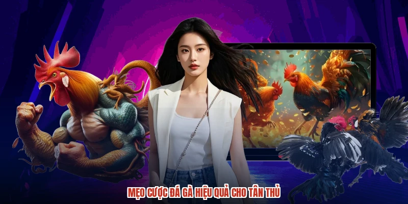 Mẹo cược đá gà hiệu quả cho tân thủ