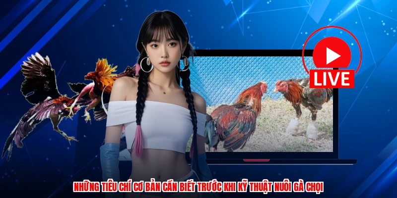 Những tiêu chí cơ bản cần biết trước khi kỹ thuật nuôi gà chọi
