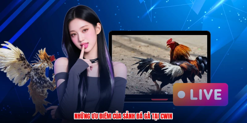 Những ưu điểm của sảnh đá gà tại CWIN