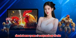 Sảnh Đá Gà WS168 Tại CWIN: Lý Do Được Người Chơi Yêu Thích
