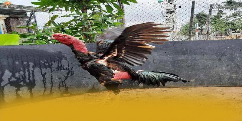Điểm khác biệt của FB88 trên thị trường